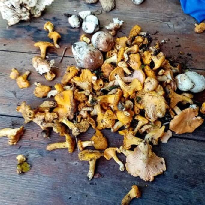 ארשה L'Appartement Les Bossons En Lisiere De Foret Dans Le Chalet Genepi מראה חיצוני תמונה